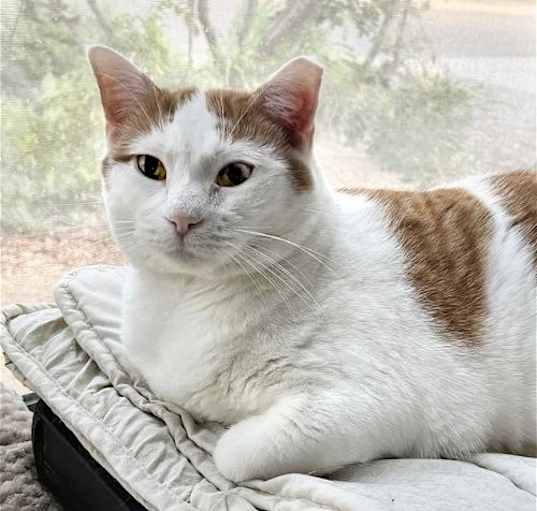 Photo of Creamsicle