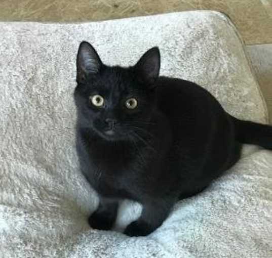 Photo of Bodie