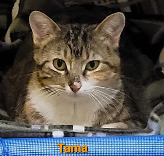 Photo of Tama
