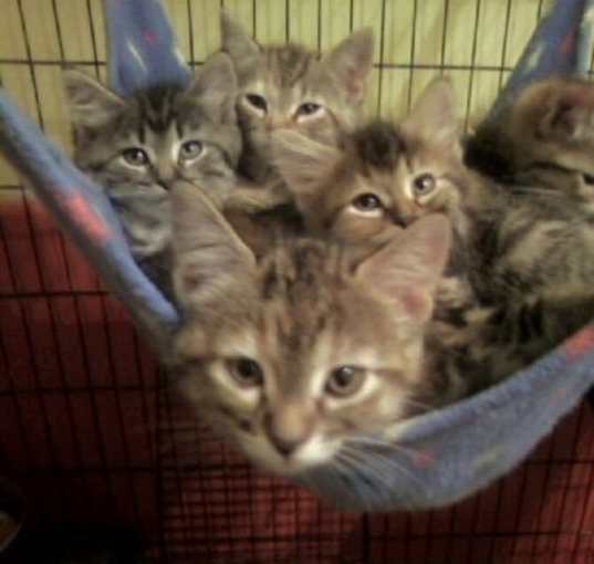 Photo of Foster Homes Needed  (Kittens Pictured R Adopted)