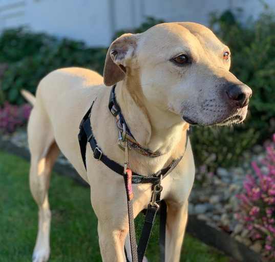 Photo of Stella (Lab/Pit Mix)