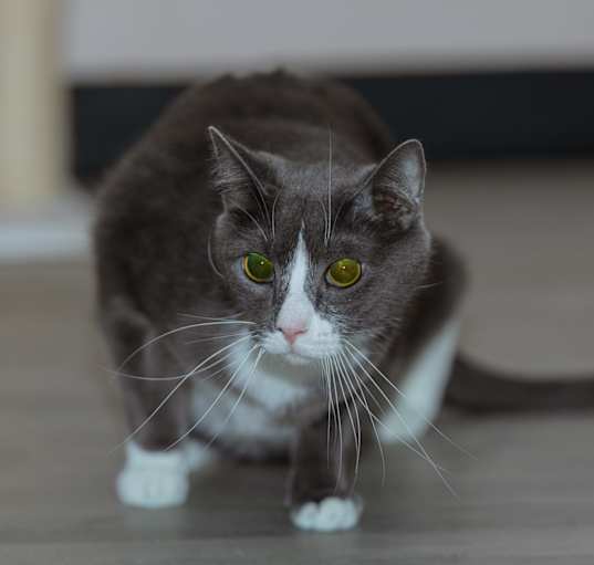 Photo of Cookie