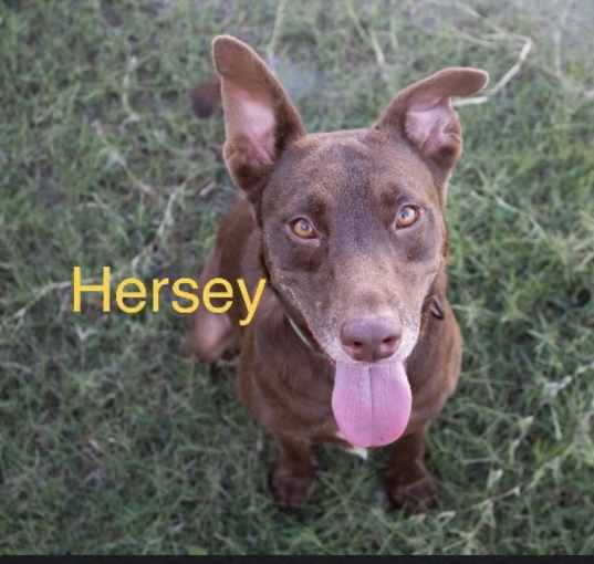 Photo of Hersey