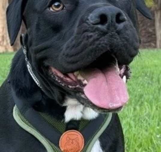 Photo of Flash Gordon - Adopt Me!