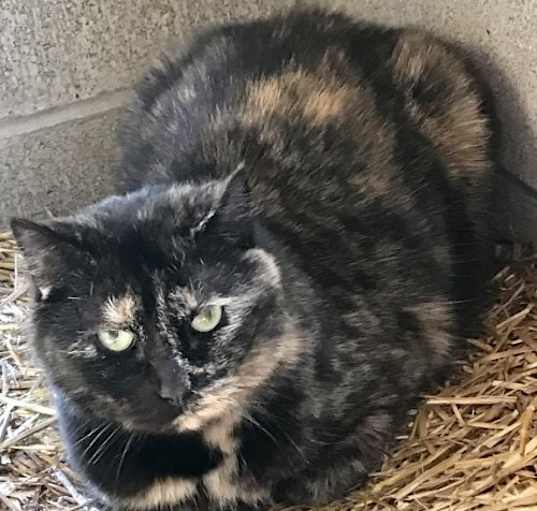Photo of Ginger