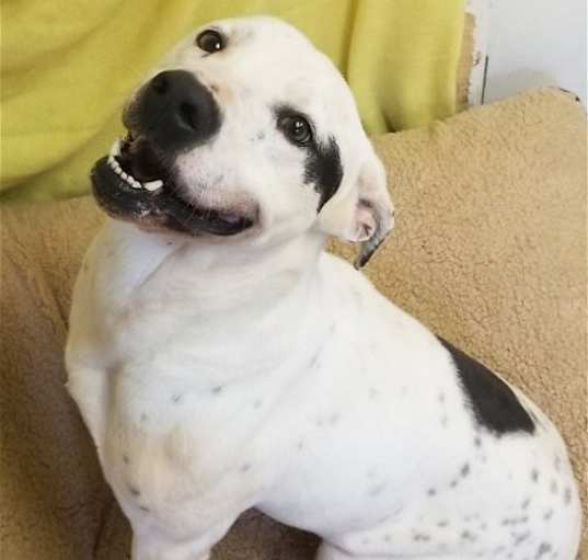 Photo of Marley