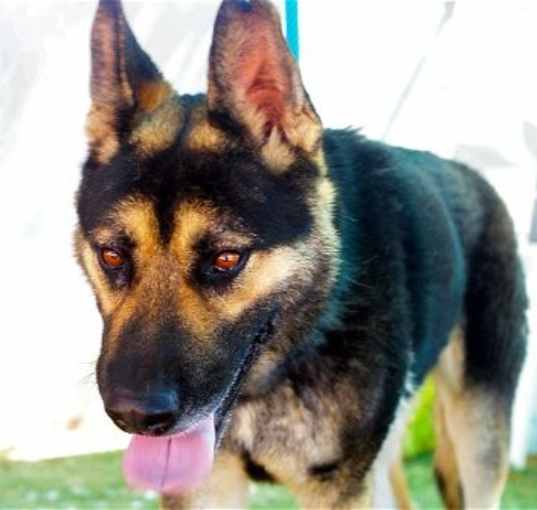 Photo of Sarge -