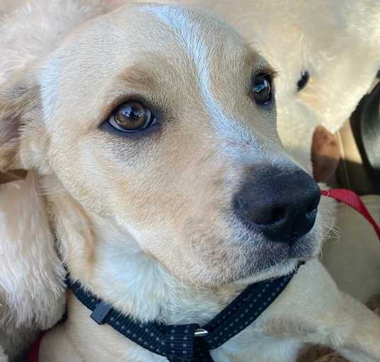 Photo of Teddy