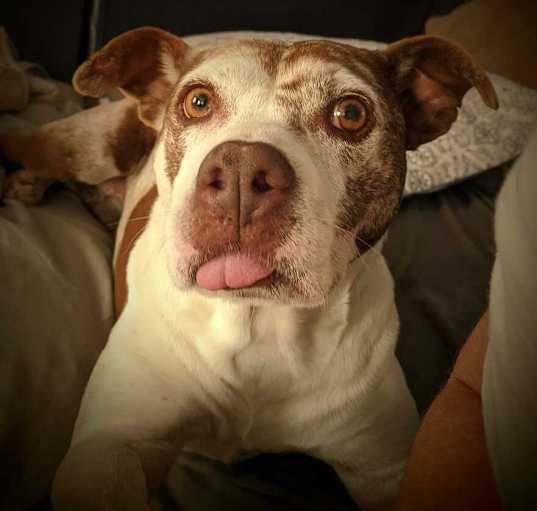Photo of Layla