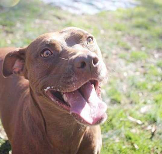 Photo of Shelby
