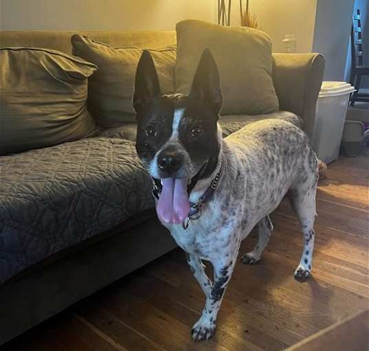 Photo of Spotty