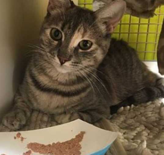 Photo of Shyla