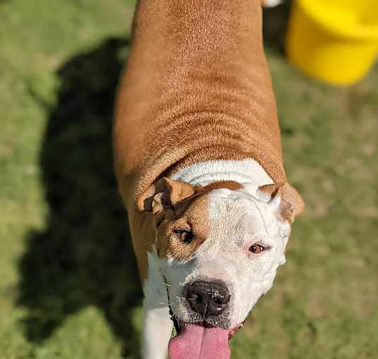 Photo of Odin