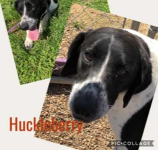 Photo of Huckleberry