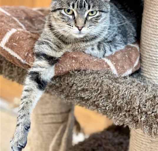 Photo of Olive