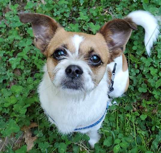 Photo of Oscar