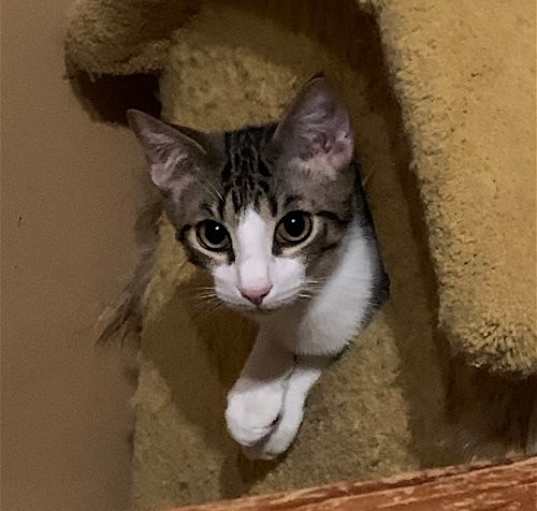 Photo of Theodore (Teddy)