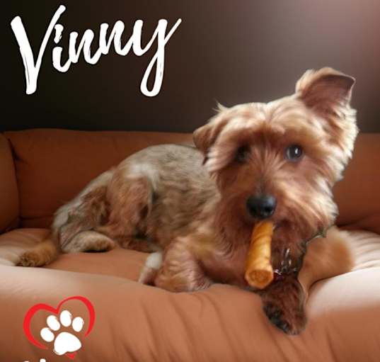 Photo of Vinny
