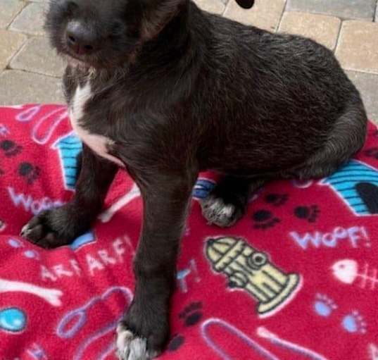Photo of Captainn"ADOPTED"