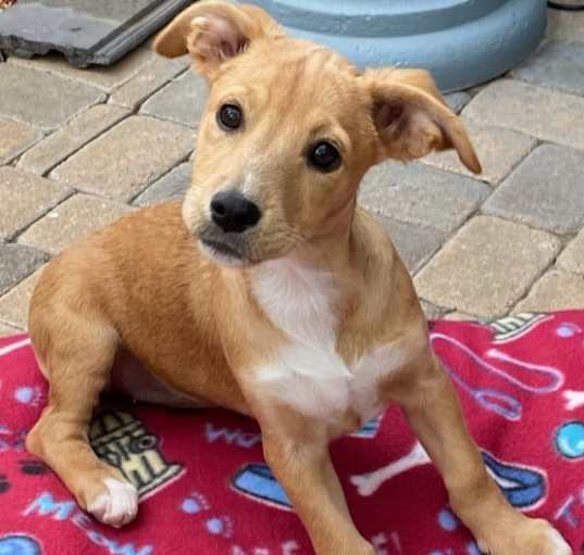 Photo of Sandy *processing adoption