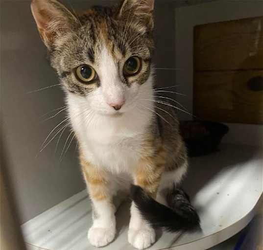 Photo of SAPPHIRE