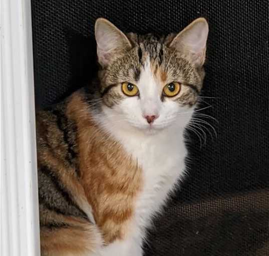 Photo of ATHENA