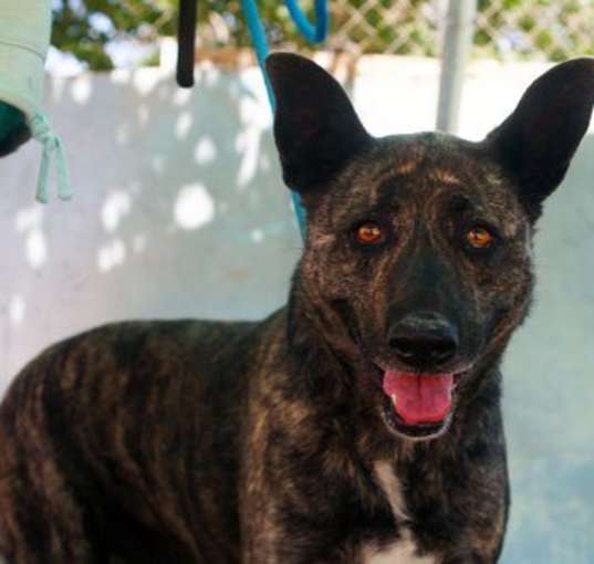 Photo of Cleo-Patra-INCREDIBLE COMPANION!