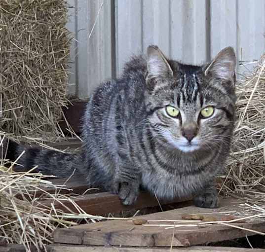 Photo of Barn cat/Mouser