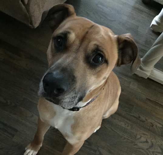 Photo of Hank
