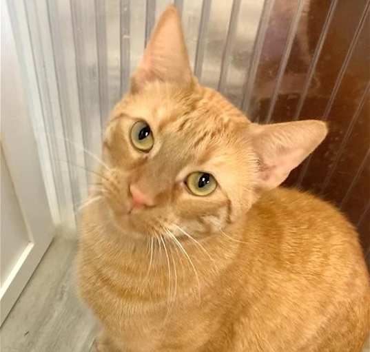 Photo of Nugget