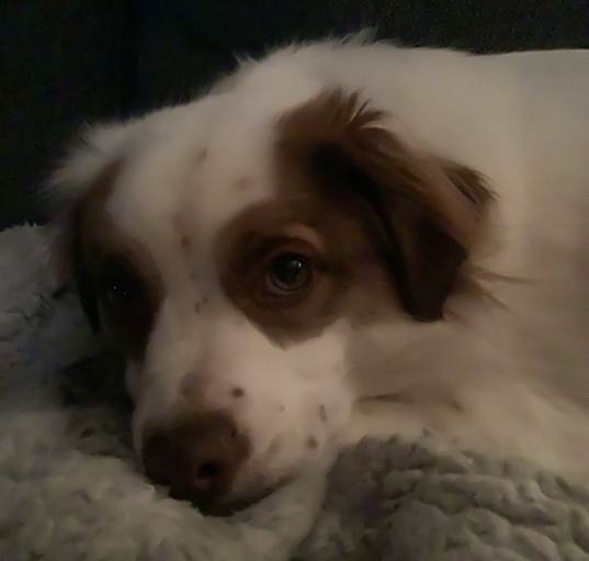 Photo of Zorro