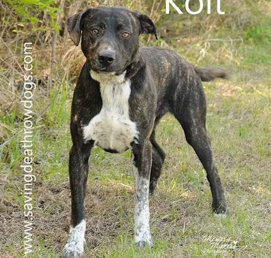 Photo of Kolt