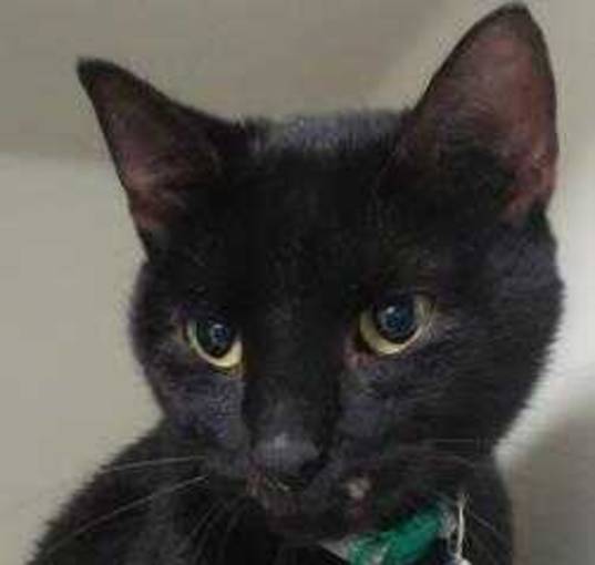 Photo of Binx