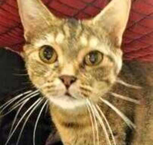 Photo of Dottie