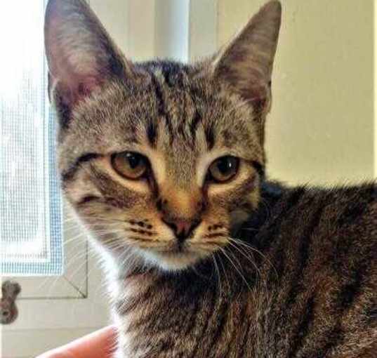 Photo of Gypsy