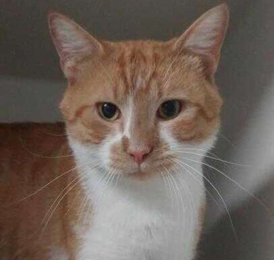 Photo of Teddy