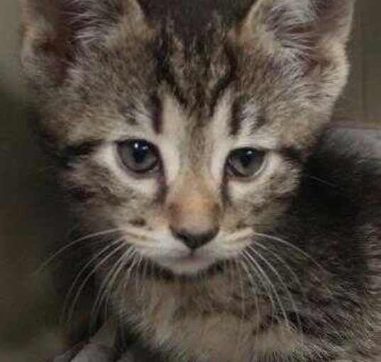 Photo of Toby