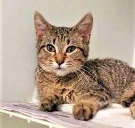Photo of Tigger