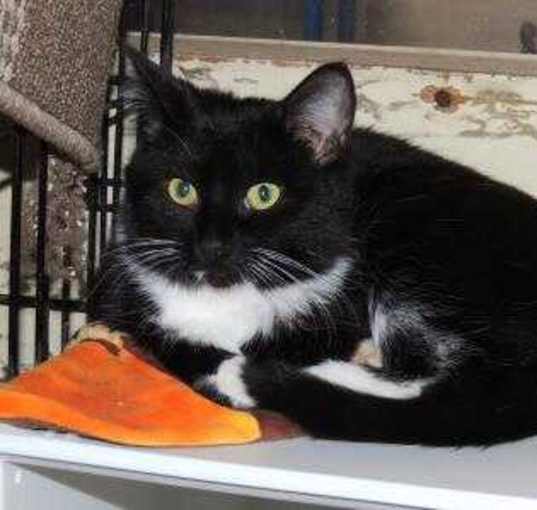 Photo of Penny