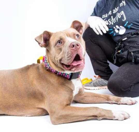 Photo of Aphrodite- IN FOSTER
