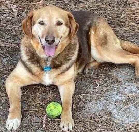 Photo of Snickers