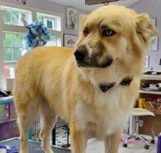 Photo of Loki