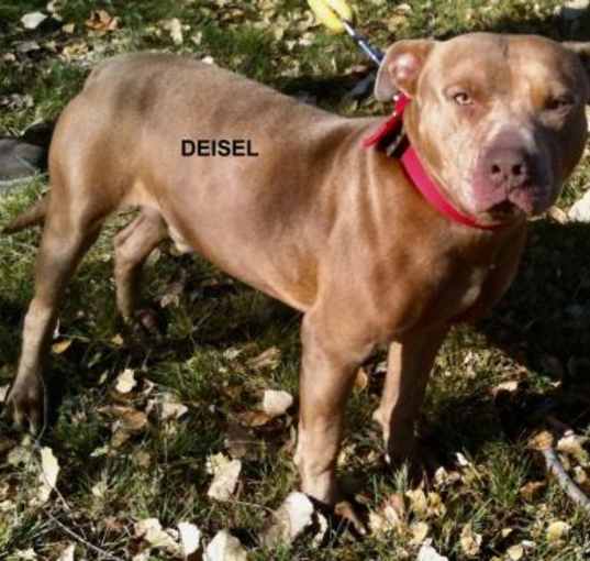 Photo of Diesel