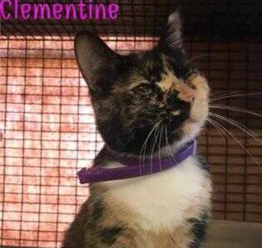 Photo of CLEMENTINE