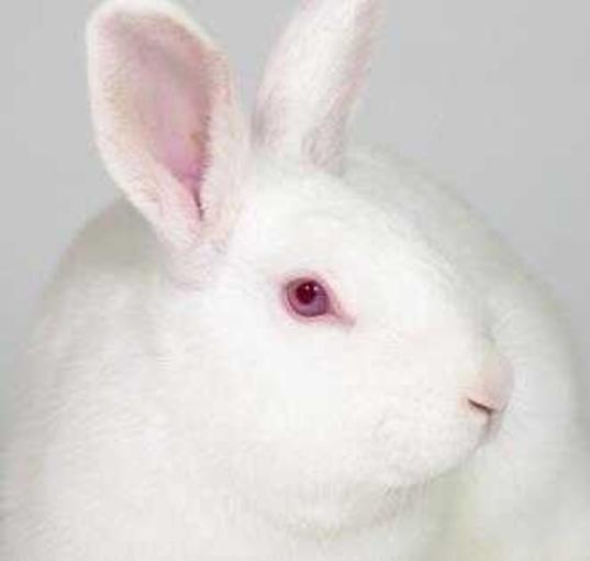 Photo of Chip