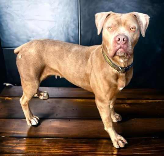 Photo of Sheba