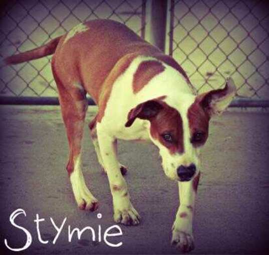 Photo of Stymie