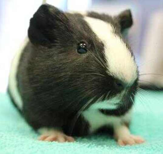 Photo of Guinea Pigs