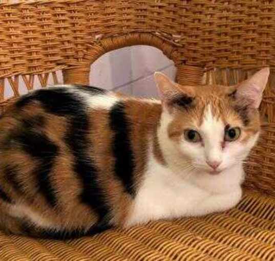 Photo of Kallie