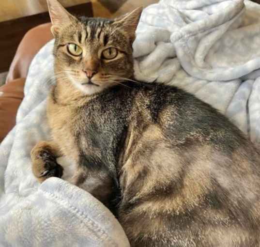 Photo of Speckles